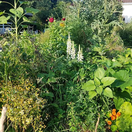 Les Lupins-2